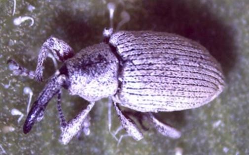 red-and-gray-sunflower-seed-weevil-identification